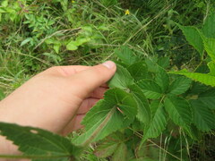 Eupatorium pubescens