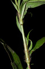 Persicaria setacea