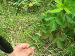 Eupatorium pubescens