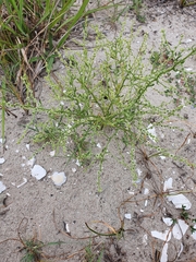 Cycloloma atriplicifolium