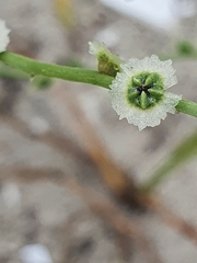 Cycloloma atriplicifolium
