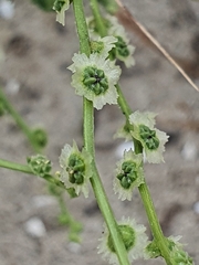 Cycloloma atriplicifolium