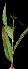 Persicaria setacea