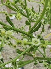 Cycloloma atriplicifolium
