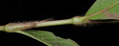 Persicaria setacea