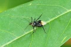 Velinus