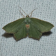 Chloropteryx tepperaria