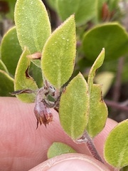 Arctostaphylos hookeri