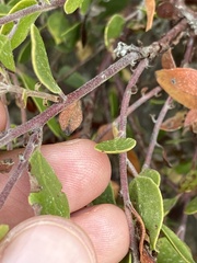 Arctostaphylos hookeri