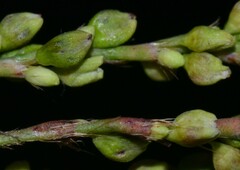 Persicaria setacea