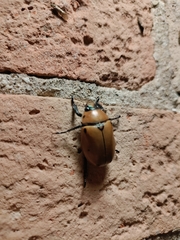 Pelidnota punctata