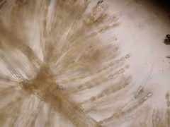 Batrachospermaceae