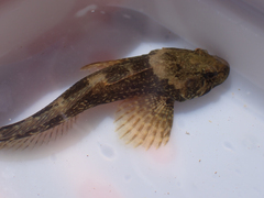 Cottus asper