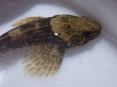 Cottus asper