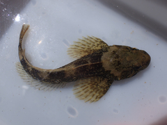 Cottus asper
