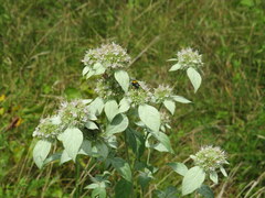 Macrosiagon dimidiata