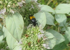 Macrosiagon dimidiata