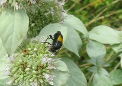 Macrosiagon dimidiata