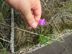 Phemeranthus mengesii