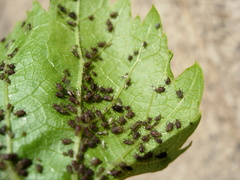 Aphis illinoisensis