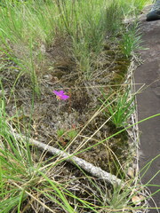 Phemeranthus mengesii