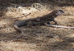 Aspidoscelis maximus