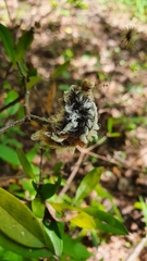 Megalopyge defoliata
