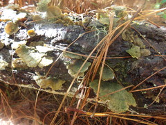 Trichaptum abietinum image