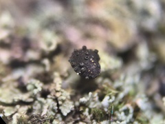 Lichenoconium pyxidatae