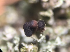 Lichenoconium pyxidatae