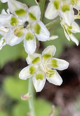 Anticlea elegans elegans