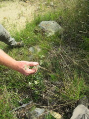 Eupatorium pilosum