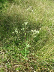 Eupatorium pilosum