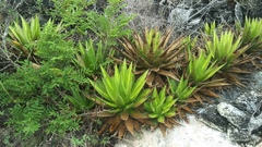 Agave convallis