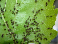 Aphis illinoisensis