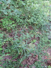 Symphyotrichum phlogifolium