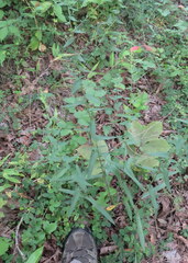 Symphyotrichum phlogifolium