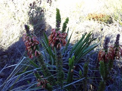 Erica coccinea