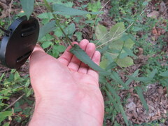 Symphyotrichum phlogifolium