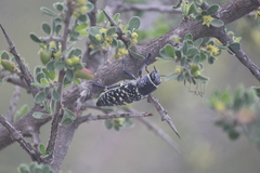 Lampetis dilaticollis