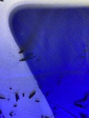 Chrysopa quadripunctata