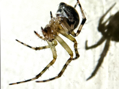 Araneus pegnia