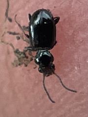 Bembidion mutatum