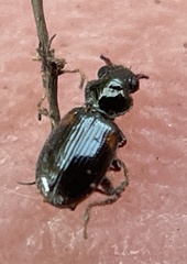 Bembidion mutatum