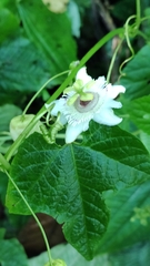 Passiflora sicyoides