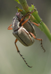 Macrodactylus uniformis