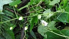 Passiflora sicyoides