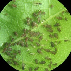 Aphis illinoisensis