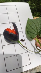 Passiflora sicyoides