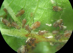 Aphis illinoisensis